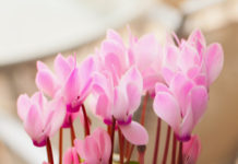 Ciclamino 800 0 102 Ciclamino